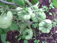 BILD0023.webp