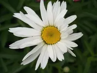 DSCF0528.webp