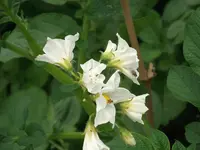 DSCF0533.webp