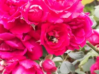 DSCF0518.webp