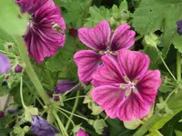DSCF0525.webp