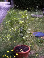 DSCF1180.webp DSCF1180.webp