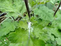 DSC01504.webp