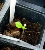 BlackKrim05032011.webp