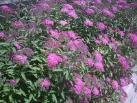 Heckenblüten.webp
