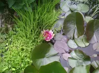 Seerose.webp