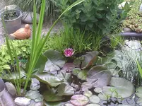 TEich1.webp