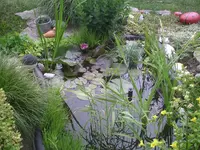 Teich 2.webp