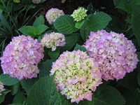 IMG_1225.webp