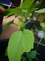 P1110314.webp