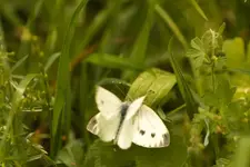 Blütenbilder und Hain 13.6 40D (35 von 43).webp
