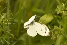 Blütenbilder und Hain 13.6 40D (37 von 43).webp