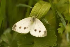 Blütenbilder und Hain 13.6 40D (38 von 43).webp