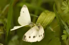 Blütenbilder und Hain 13.6 40D (39 von 43).webp