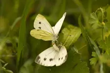 Blütenbilder und Hain 13.6 40D (40 von 43).webp