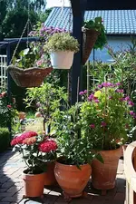 Hortensie_Geranie_Tomate_Kresse_kleiner.webp