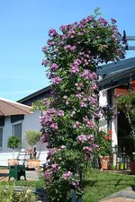 Rosenbogen mit Veilchen Blau_kleiner.webp