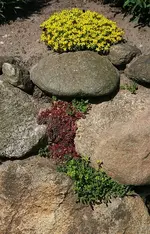 Semps und Mauerpfeffer_kleiner.webp