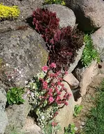 verschiedene Semp in Feldsteinmauer1_kleiner.webp