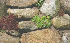 verschiedene Semp in Feldsteinmauer2_kleiner.webp