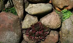 verschiedene Semp in Feldsteinmauer3_kleiner.webp
