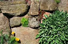 verschiedene Semp in Feldsteinmauer4_kleiner.webp