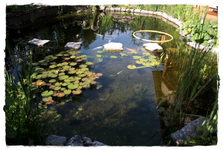 Teich&Koi (10).webp