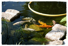 Teich&Koi (3).webp
