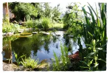 Teich&Koi (4).webp