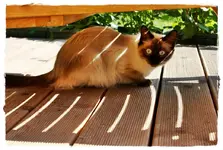 Mia, unsere Pensionskatze (3).webp