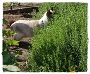 Mia, unsere Pensionskatze (6).webp