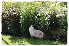Mia, unsere Pensionskatze (4).webp