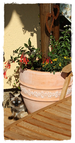 Mia, unsere Pensionskatze (2).webp