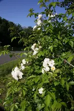 Duftende Unbekannte am Gartenzaun (4).webp