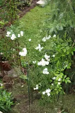 Kletterrose Guirlande D'Amour.webp