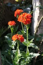 Brennende Liebe.webp
