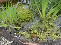 Teich1DSC03331.webp