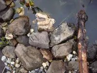 Teich1DSC03334.webp