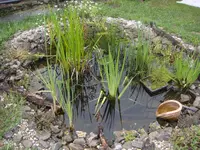 Teich1DSC03337.webp