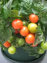 IMG_0423.webp