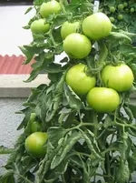 IMG_0425.webp