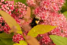 Blütenbilder und Hain 13.6 40D (3 von 43).webp