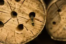 Blütenbilder und Hain 13.6 40D (16 von 43).webp
