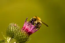 Blütenbilder und Hain 13.6 40D (28 von 43).webp