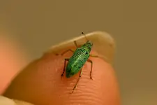 Blütenbilder und Hain 13.6 40D (41 von 43).webp