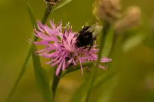 Blütenbilder und Hain 13.6 40D (43 von 43).webp