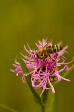 Blütenbilder und Hain 13.6 40D (42 von 43).webp