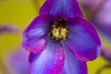 Blütenbilder und Hain 13.6 40D (10 von 43).webp