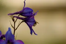 Blütenbilder und Hain 13.6 40D (9 von 43).webp
