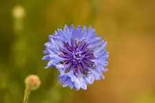 Blütenbilder und Hain 13.6 40D (5 von 43).webp